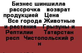 Бизнес шиншилла, рассрочка - возврат продукцией › Цена ­ 4 500 - Все города Животные и растения » Грызуны и Рептилии   . Татарстан респ.,Чистопольский р-н